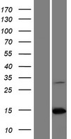 ls400961 paip2b human over expression lysates nm 020459 wb testing 1