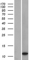 ls401052 loc401052 human over expression lysates nm 001008737 wb testing 1