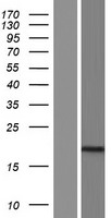 ls401067 iqcf3 human over expression lysates nm 001085479 wb testing 1