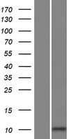 ls401082 linc01205 human over expression lysates nm 001145553 wb testing 1