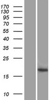 C3orf72 (FOXL2NB) Human Over-expression Lysates NM_001040061
