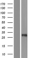 ls401097 c3orf80 human over expression lysates nm 001168214 wb testing 1