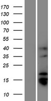 ls401136 tmprss11bnl human over expression lysates nm 001129907 wb testing 1