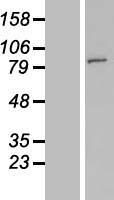 FAM190A (CCSER1) Human Over-expression Lysates NM_207491