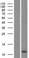 ls401152 c4orf3 human over expression lysates nm 001001701 wb testing 1
