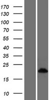 CRIP3 Human Over-expression Lysates NM_206922