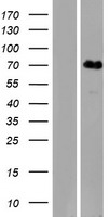 ls401265 klhl31 human over expression lysates nm 001003760 wb testing 1