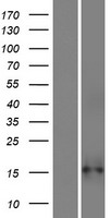 ls401335 c7orf65 human over expression lysates nm 001123065 wb testing 1