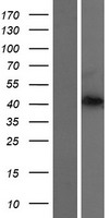 ls401399 prrt4 human over expression lysates nm 001114726 wb testing 1