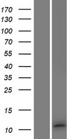 RBIS Human Over-expression Lysates NM_001099671