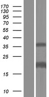 ls401474 samd12 human over expression lysates nm 001101676 wb testing 1