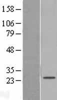 ls401474 samd12 human over expression lysates nm 207506 wb testing 2