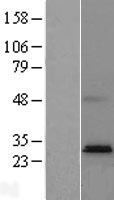 ls401494 ptplad2 hacd4 human over expression lysates nm 001010915 wb testing 1