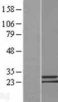 ls401546 c9orf152 human over expression lysates nm 001012993 wb testing 1