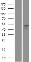 ls401548 snx30 human over expression lysates nm 001012994 wb testing 1