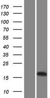 ls401562 lipocalin like 1 protein lcnl1 human over expression lysates nm 207510 wb testing 1