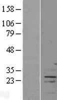 ls401565 fam166a human over expression lysates nm 001001710 wb testing 1