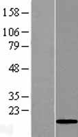 ls401647 c10orf132 golga7b human over expression lysates nm 001010917 wb testing 1