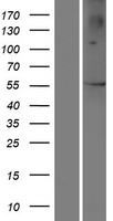 ls401940 pramef3 human over expression lysates nm 001013692 wb testing 1