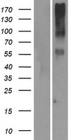 ls401994 or14i1 human over expression lysates nm 001004734 wb testing 1