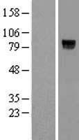 ls402117 vwc2l human over expression lysates nm 001080500 wb testing 1
