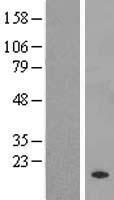 ls402176 rpl21p44 human over expression lysates nm 001011538 wb testing 1