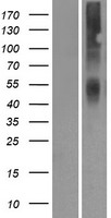 OR2A42 Human Over-expression Lysates NM_001001802