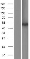 SOHLH1 Human Over-expression Lysates NM_001101677