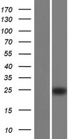 IFITM10 Human Over-expression Lysates NM_001170820