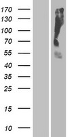 OR2T35 Human Over-expression Lysates NM_001001827