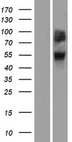 ls403253 or4a47 human over expression lysates nm 001005512 wb testing 1
