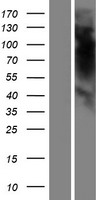OR5K4 Human Over-expression Lysates NM_001005517