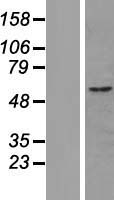 CUEDC1 Human Over-expression Lysates NM_017949