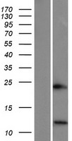 ls404203 spink6 human over expression lysates nm 205841 wb testing 1