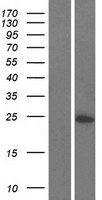 ls404550 c16orf74 human over expression lysates nm 206967 wb testing 1