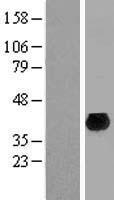 ls404636 dennd10 human over expression lysates nm 207009 wb testing 1