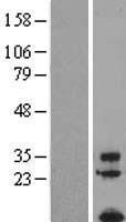 ls407738 tafa1 human over expression lysates nm 213609 wb testing 1