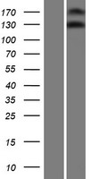 ls408050 nomo3 human over expression lysates nm 001004067 wb testing 1