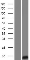 SPINK14 Human Over-expression Lysates NM_001001325
