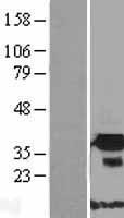 ls408263 fndc9 human over expression lysates nm 001001343 wb testing 1