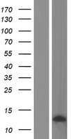 CCL3L3 Human Over-expression Lysates NM_001001437