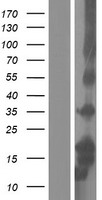 beta Defensin 3 (DEFB103A) Human Over-expression Lysates NM_001081551