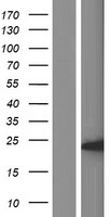 IDNK Human Over-expression Lysates NM_001001551