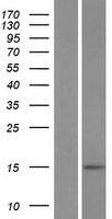 BRCC2 (BLID) Human Over-expression Lysates NM_001001786