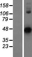 ls431705 astl human over expression lysates nm 001002036 wb testing 1