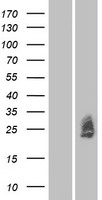 MXRA7 Human Over-expression Lysates NM_001008528