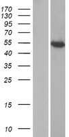 ls439996 ifit1b human over expression lysates nm 001010987 wb testing 1