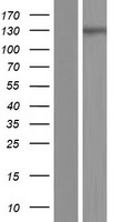 ls440073 iqsec3 human over expression lysates nm 001170738 wb testing 1