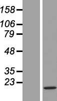 Histone H3