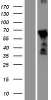 ls440097 dbx2 human over expression lysates nm 001004329 wb testing 1